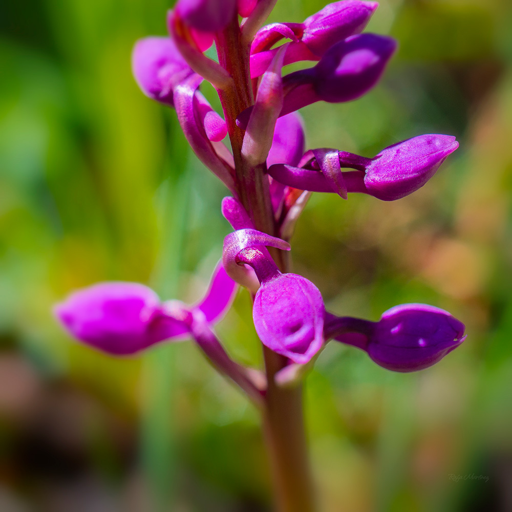 Imagen para enmarcar de BeautyPict